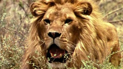 to-walk-with-lions-films-600x337